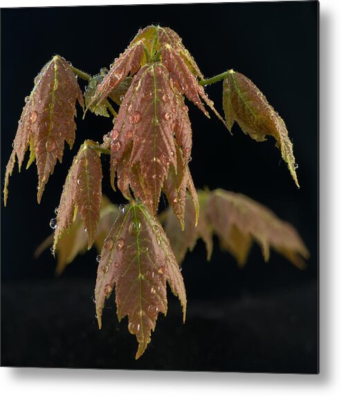 Sprout Metal Print featuring the photograph Maple leaves with water drops by Paul Freidlund