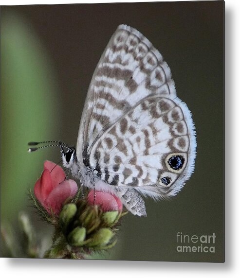 Butterfly Metal Print featuring the photograph Marsh Princess by Carol Groenen