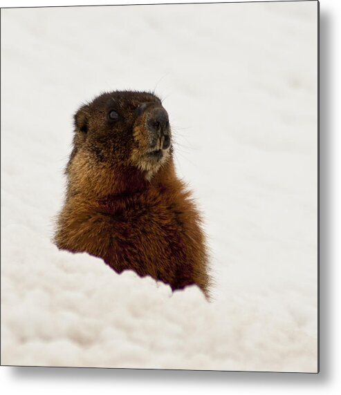 Yellow Bellied Marmot Metal Print featuring the photograph Marty the Marmot by Daniel Hebard