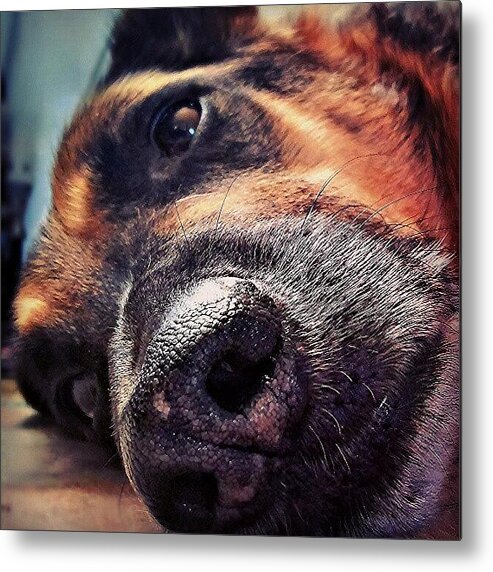 Germanshepherddogs Metal Print featuring the photograph Max #dogs #ilovemydog by Abbie Shores