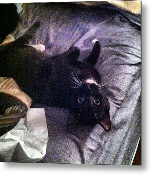 Petstagram Metal Print featuring the photograph Max! That's My Side Of The Bed. #cat by Steven Griffin
