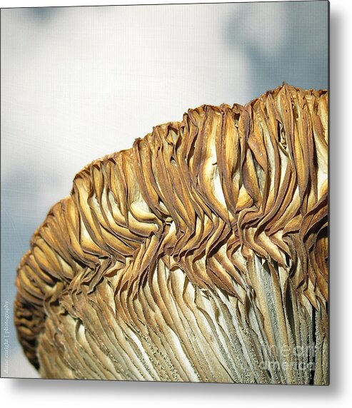 Mushroom Metal Print featuring the photograph Mega Mushroom I by Diane Enright