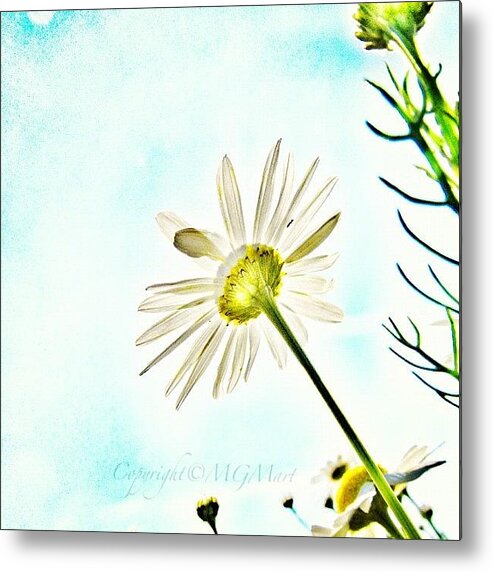 Mgmarts Metal Print featuring the photograph #mgmarts #daisy #flower #morning by Marianna Mills
