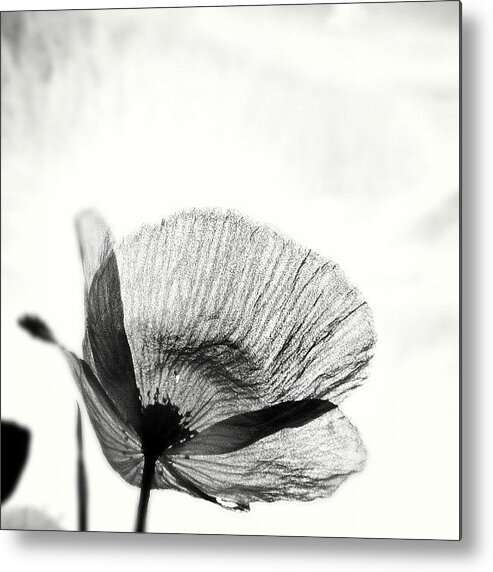 Summer Metal Print featuring the photograph #mgmarts #poppy #summer #spring #sunny by Marianna Mills