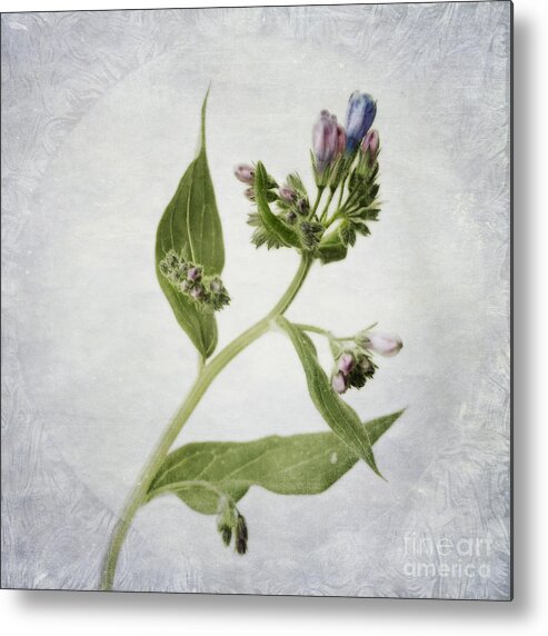 Tall Lungwort Metal Print featuring the photograph Mid Summer Scent by Priska Wettstein