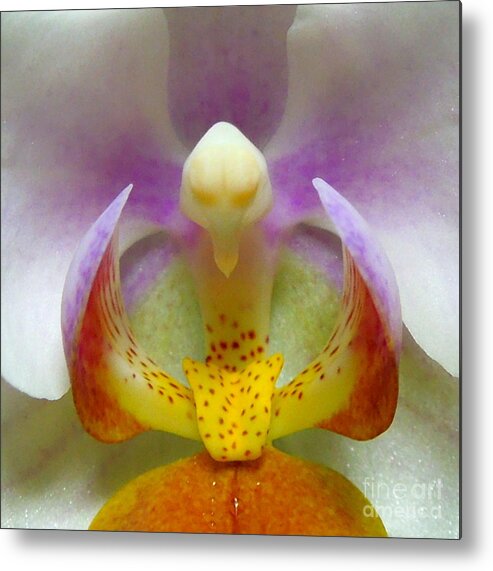 Orchid Metal Print featuring the photograph Miniature Phalaenopsis Orchid macro by Renee Trenholm