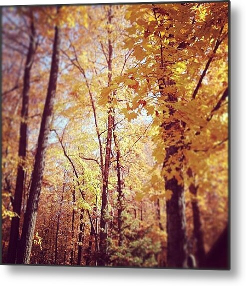  Metal Print featuring the photograph Minnesota Fall by Meredith Leah