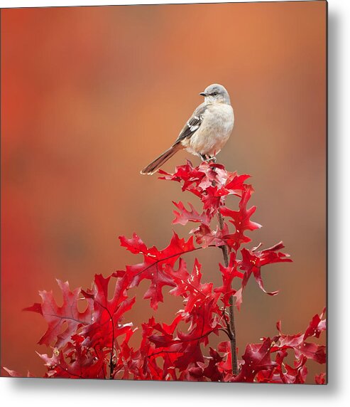 Square Metal Print featuring the photograph Mockingbird Autumn Square by Bill Wakeley