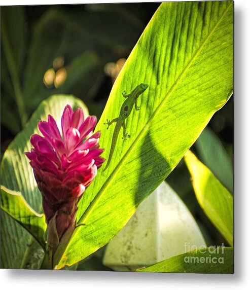 Flora Metal Print featuring the photograph Morning In The Tropics by Peggy Hughes