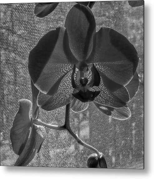 Flower Metal Print featuring the photograph Moth Orchid in Window by Ron White