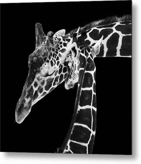 3scape Photos Metal Print featuring the photograph Mother and Baby Giraffe by Adam Romanowicz