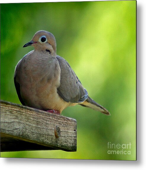 Aviary Metal Print featuring the photograph Mourning Dove at Feeder by Karen Adams