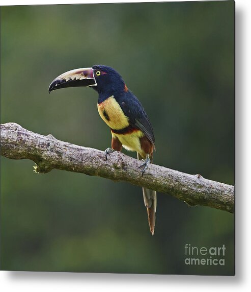 Collared Aracari Metal Print featuring the photograph Mr. Colorful.. by Nina Stavlund