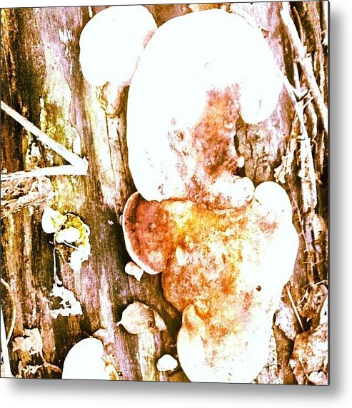 Mushroom Metal Print featuring the photograph Mushroom Fungii by Genevieve Esson