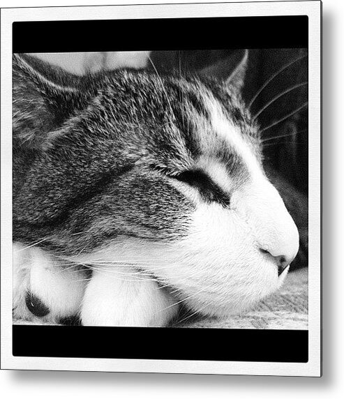 Cute Metal Print featuring the photograph My Buddy by Mike Maher