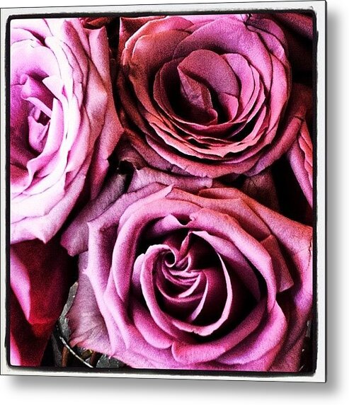 Purple Metal Print featuring the photograph My Favorite Roses by K Freiheit