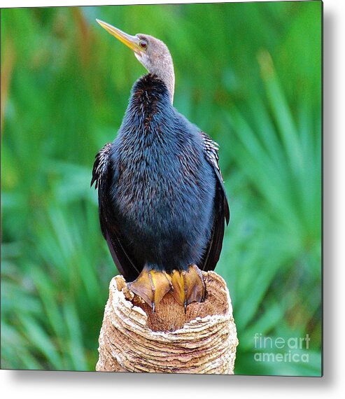 Bird Metal Print featuring the photograph My New Friend by William Wyckoff