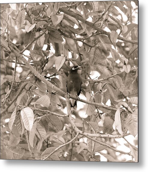 Acridotheres Tristis Metal Print featuring the photograph Myna on branch by SAURAVphoto Online Store