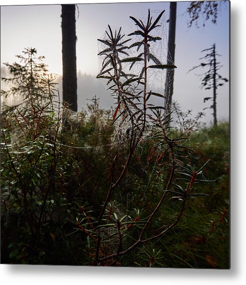 Finland Metal Print featuring the photograph Natural Network by Jouko Lehto