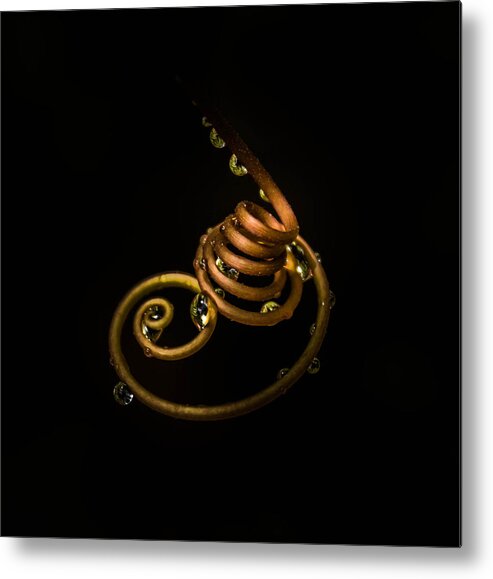 Curls Metal Print featuring the photograph Nature Curls by George Kenhan