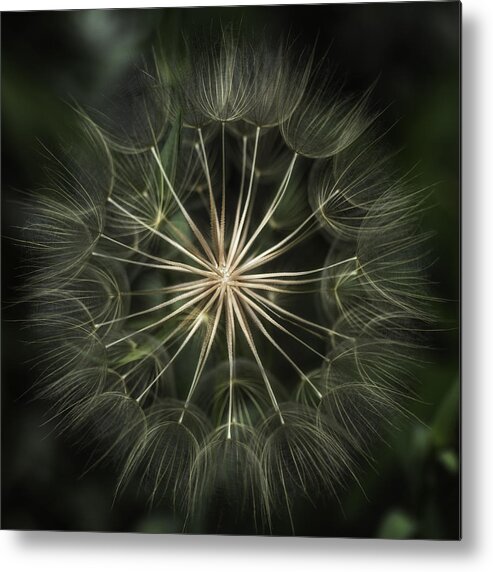 Flowers Metal Print featuring the photograph Nature's Kaleidoscope by Kristal Kraft