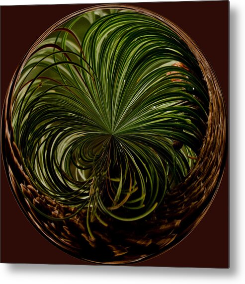 Pine Metal Print featuring the photograph Nesting Pine Orb by Tikvah's Hope