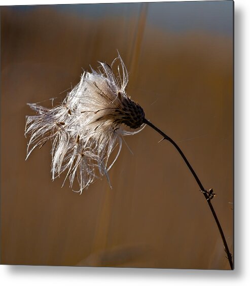 Flower Photographs Metal Print featuring the photograph New Life Is Comming by Leif Sohlman