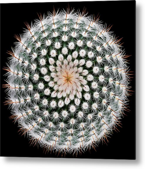 Notocactus Metal Print featuring the photograph Notocactus Scopa by Victor Mozqueda