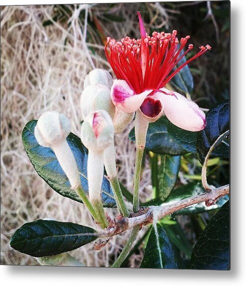 Odd Red And White Flower Metal Print featuring the photograph Odd Red and White Flower by Lynn Palmer