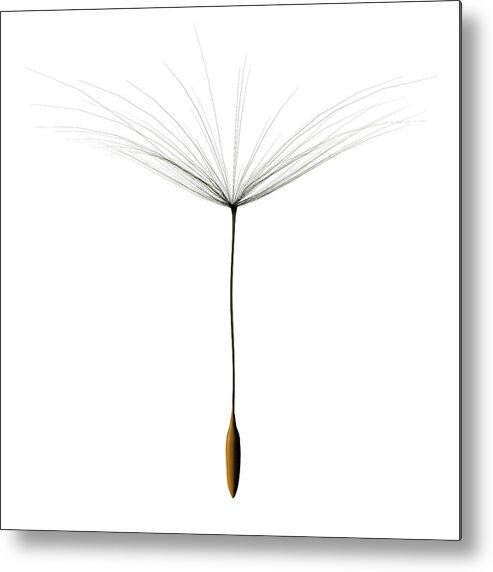 White Background Metal Print featuring the photograph One Single Dandelion Seed Cutout On by Artpartner-images