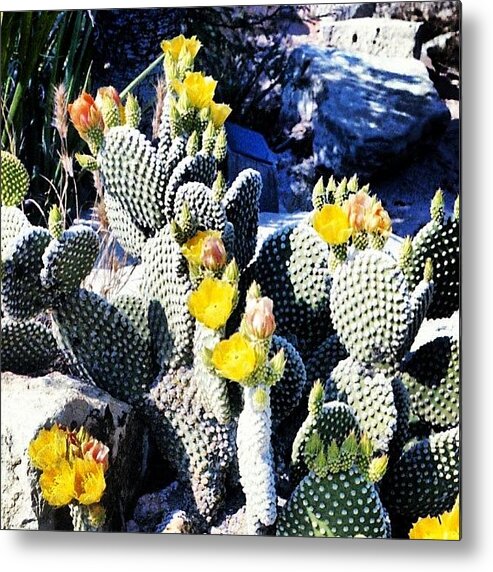 Mountain Metal Print featuring the photograph Opuntia Grahamii #cactus by J Z