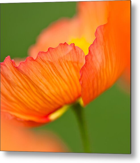 Nature Metal Print featuring the photograph Orange Poppy by Joan Herwig
