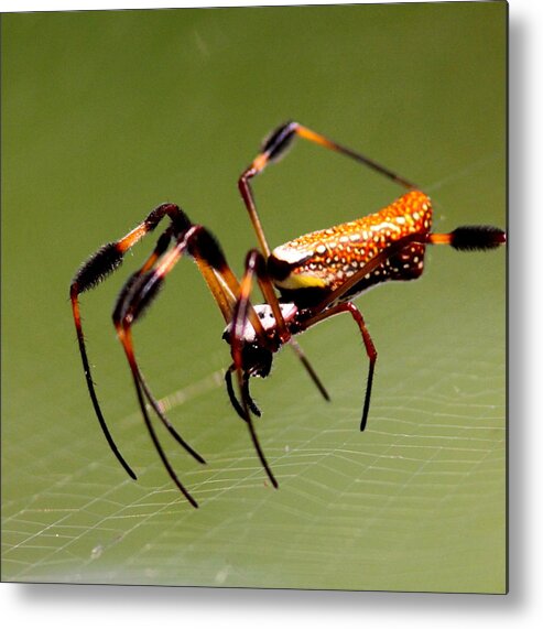 Orb Weaver Metal Print featuring the photograph Orb Weaver - Coastal Spider by Travis Truelove