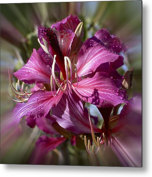 Hawaii Metal Print featuring the photograph Orchid Blur by Penny Lisowski