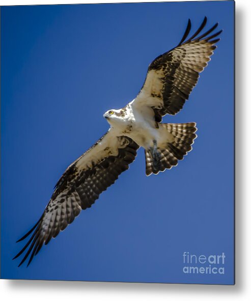 Osprey In Flight Metal Print featuring the photograph Osprey in Flight by Dale Powell