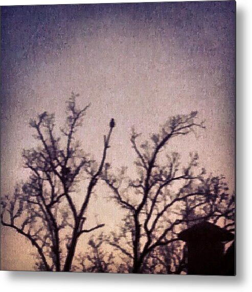 Photooftheday Metal Print featuring the photograph Owl At Dusk by Genevieve Esson