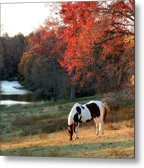 Paint Metal Print featuring the photograph Paint horse in the Fall by Phil And Karen Rispin