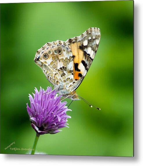 Painted Lady Metal Print featuring the photograph Painted Lady by Torbjorn Swenelius