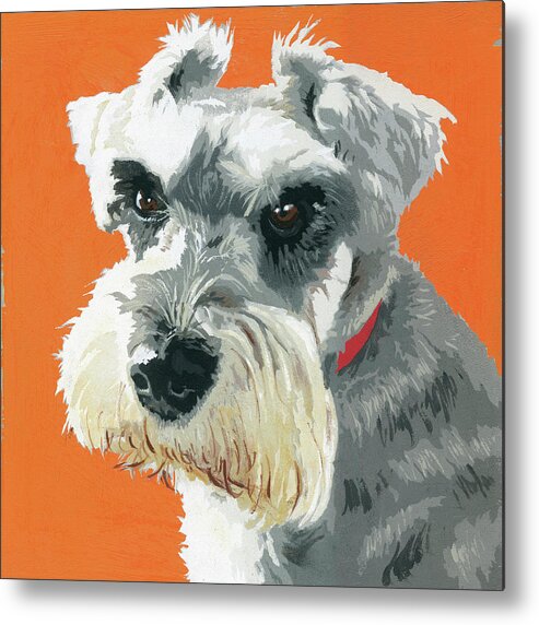 Animal Metal Print featuring the painting Painting Of Miniature Schnauzer Dog by Ikon Ikon Images