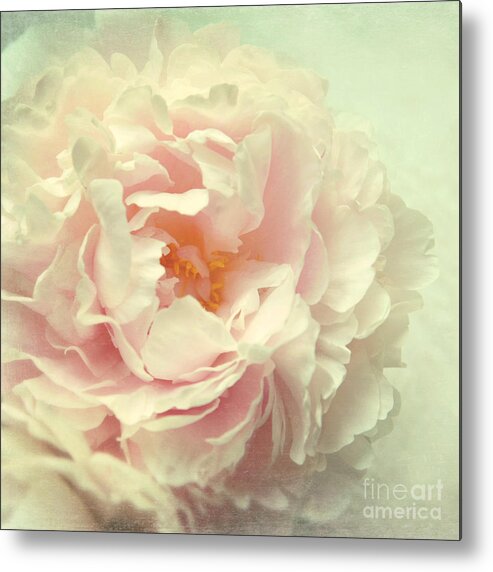 Peony Metal Print featuring the photograph Pale Beauty by Sylvia Cook