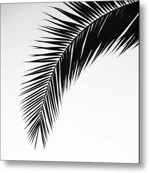 Black And White Metal Print featuring the photograph Palm Abstract by Tamara Becker