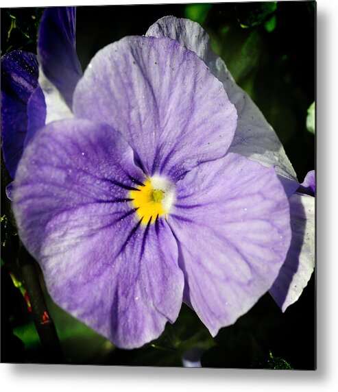 Pansy Metal Print featuring the photograph Pansy Bloom by George Taylor