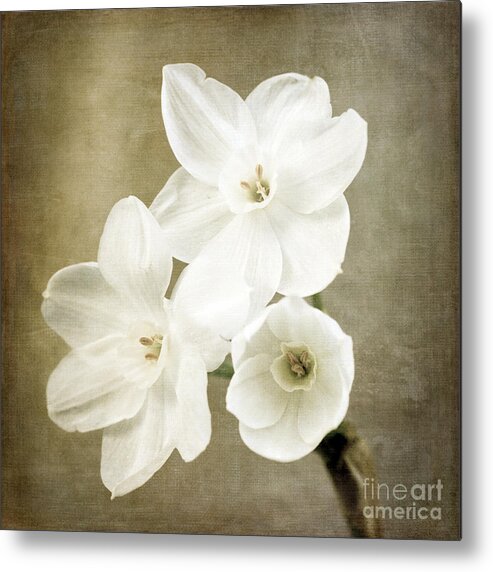 Paper White Metal Print featuring the photograph Paper Whites by Tamara Becker