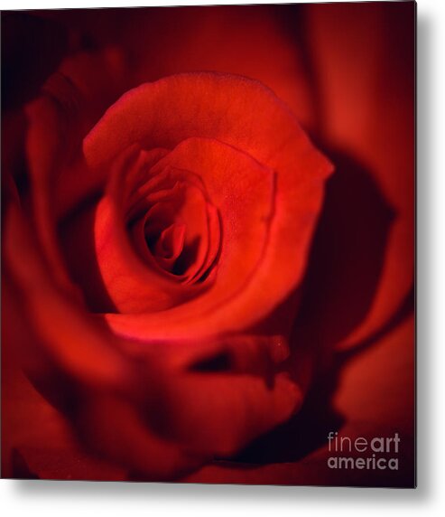 Rose Metal Print featuring the photograph Passion by Tamara Becker