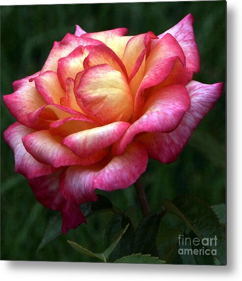 Passionate Perfect Rose Metal Print featuring the photograph Passionate Shades of a Perfect Rose by Byron Varvarigos