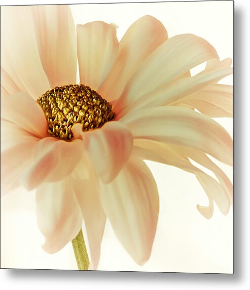 Floral Metal Print featuring the photograph Peach Chiffon by Darlene Kwiatkowski