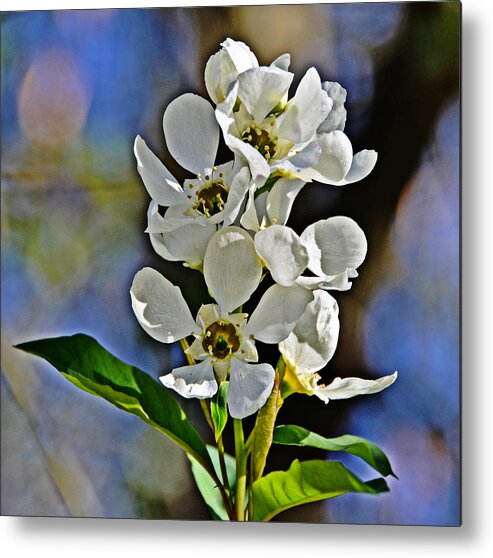 Flowers Metal Print featuring the photograph Pearl Bush by Linda Brown