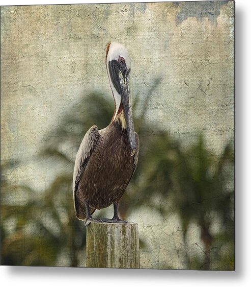 Pelican Metal Print featuring the photograph Pelican - Sitting Around by Kim Hojnacki