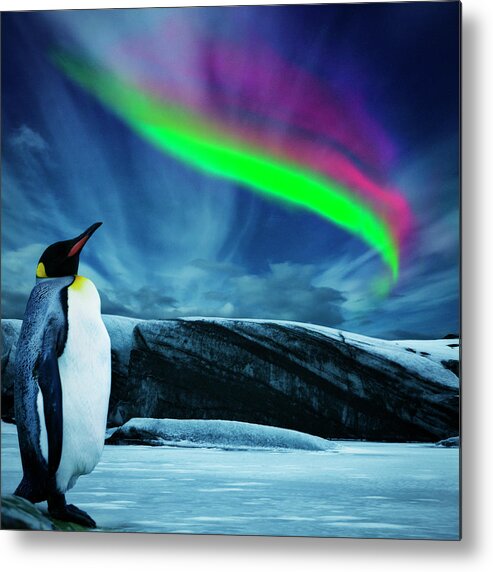 Scenics Metal Print featuring the photograph Penguin Under Southern Lights by Powerofforever