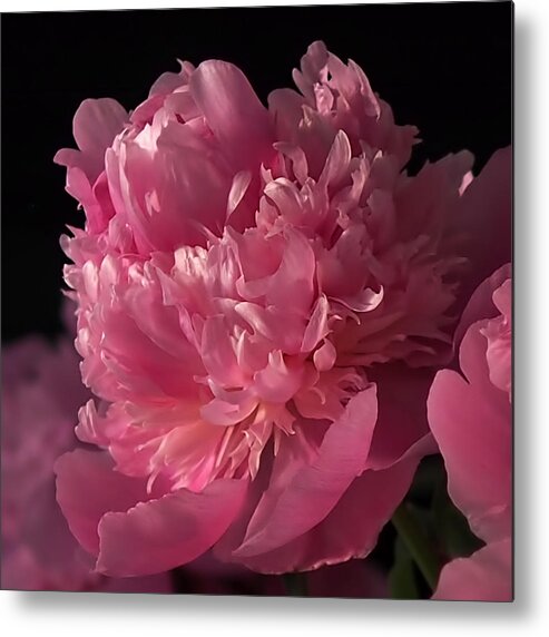 Peony Metal Print featuring the photograph Peony by Rona Black